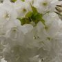 Prunus serrulata 'Shirotae'