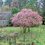 Prunus subhirtella 'Autumnalis Rosea' solitair