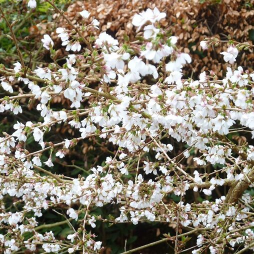 Prunus subhirtella 'Autumnalis'