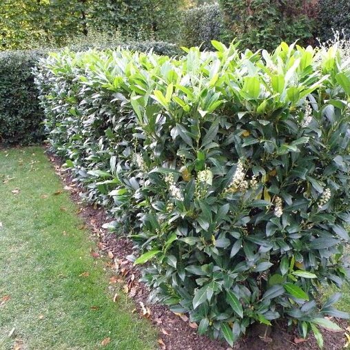 Prunus laurocerasus 'Herbergii'