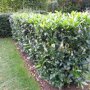 Prunus laurocerasus 'Herbergii'