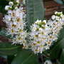 Prunus laurocerasus 'Van Nes'