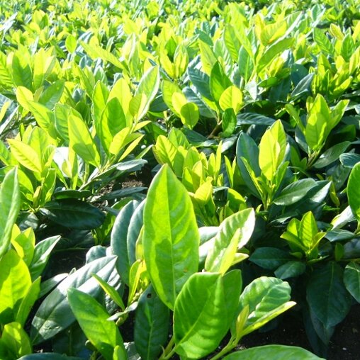 Prunus laurocerasus 'Cherry Brandy'