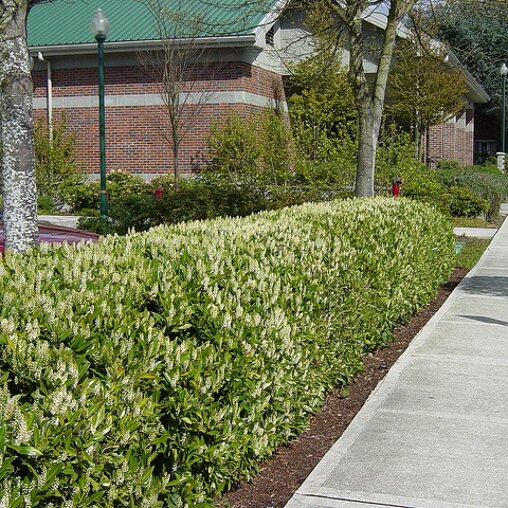 Prunus laurocerasus 'Otto Luyken'