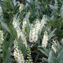 Prunus laurocerasus 'Otto Luyken'