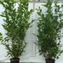 Prunus laurocerasus 'Rotundifolia'