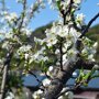 Prunus 'Umeniko' detail
