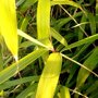 Pseudosasa japonica