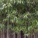 Woekerende Japanse bamboe