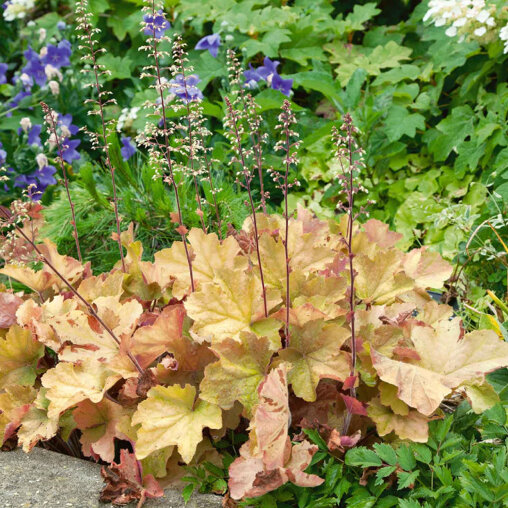 Purperklokje 'Caramel' sfeer