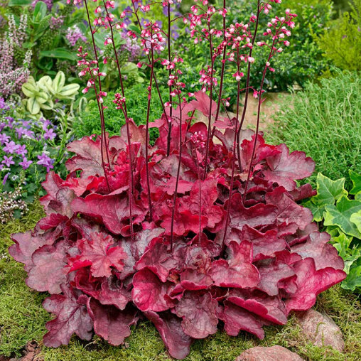 Purperklokje 'Fire Chief' detail