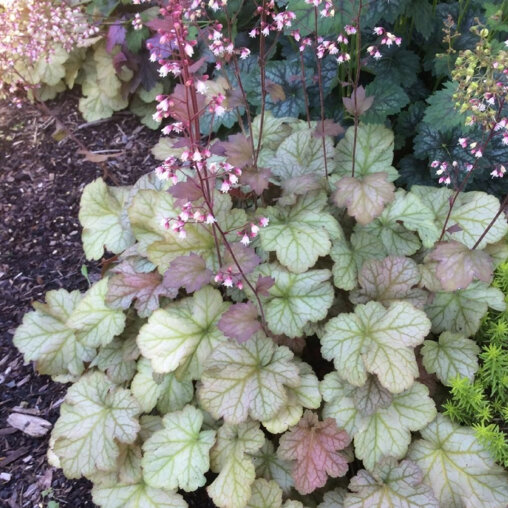 Purperklokje 'Pinot Gris'