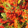 Pyracantha 'Orange Glow'