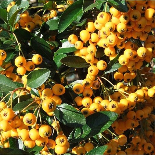 Pyracantha 'Soleil d'Or'