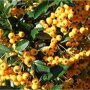 Pyracantha 'Soleil d'Or'