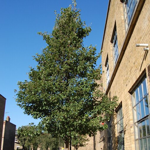 Pyrus calleryana 'Chanticleer'