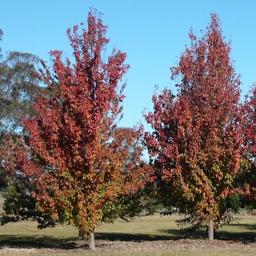Pyrus calleryana 'Redspire'