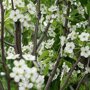 Pyrus calleryana 'Redspire'