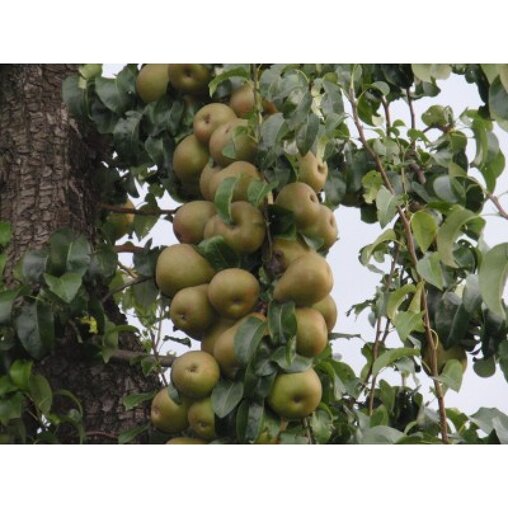 Perenboom 'Beurre Hardy' hoogstam