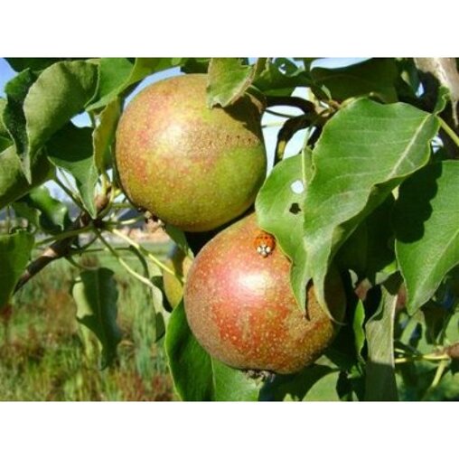 Perenboom 'Gieser Wildeman' hoogstam (zelfbestuivend)