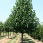 Pyrus communis 'Beech Hill'
