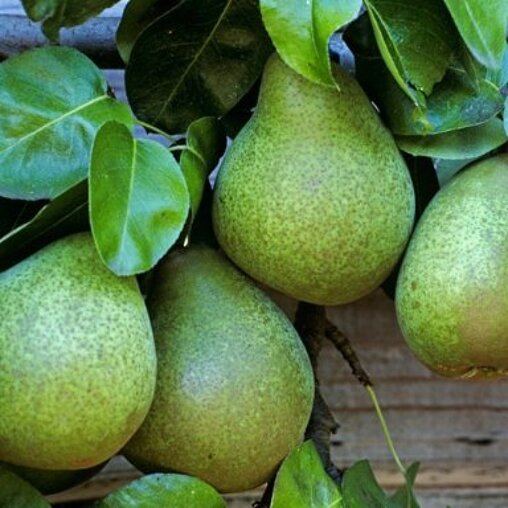 Perenboom 'Beurre Hardy' halfstam