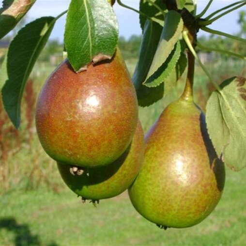 Perenboom 'Bonne Louise' laagstam