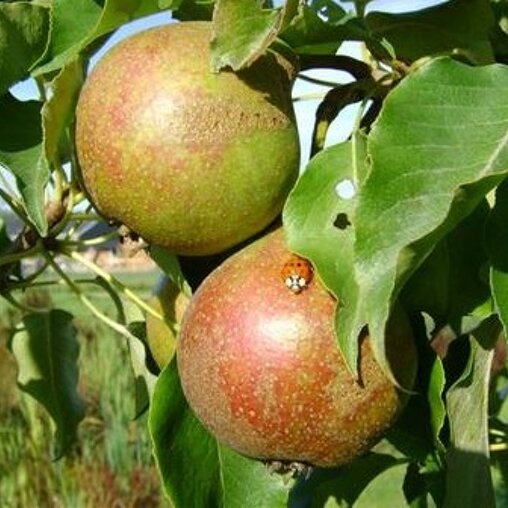 Perenboom 'Gieser Wildeman' halfstam (zelfbestuiver)