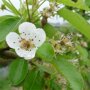 Perenboom 'Gieser Wildeman' hoogstam (zelfbestuivend) bloesem