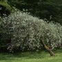 Pyrus salicifolia 'Pendula'