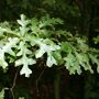 Quercus cerris blad