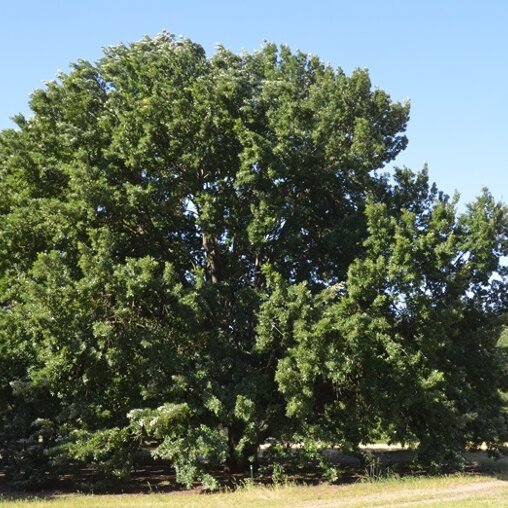 Quercus cerris