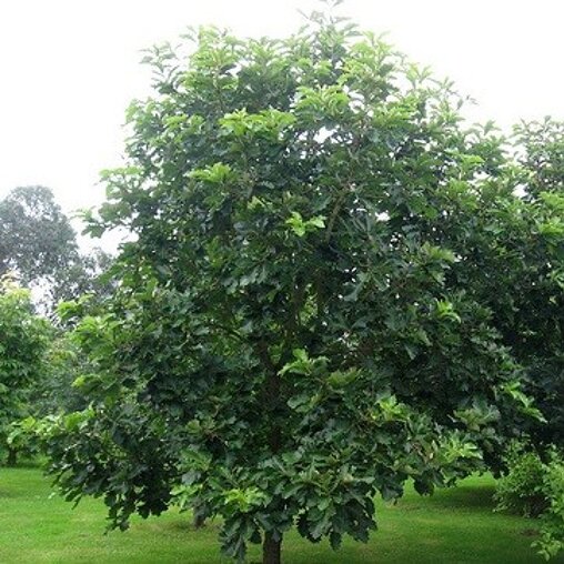 Quercus dentata 'Carl Ferris Miller'