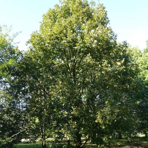 Quercus frainetto
