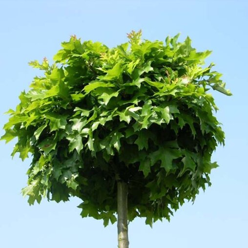 Quercus palustris 'Green Dwarf'