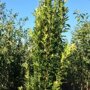 Quercus palustris 'Green Pillar'