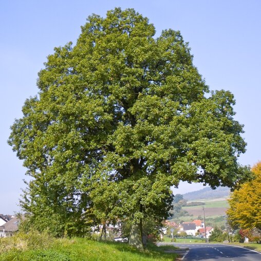 Quercus petraea