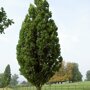 Quercus robur 'Fastigiata'