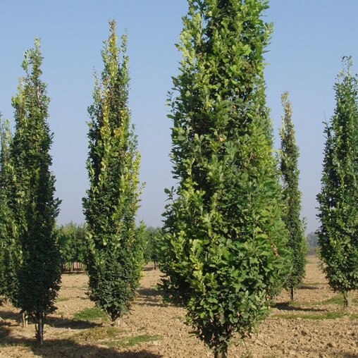 Quercus robur 'Fastigiata Koster'