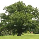 Quercus robur (Zomereik)