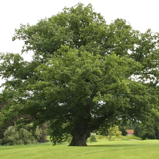 Quercus robur