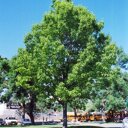 Quercus rubra (Amerikaanse eik)