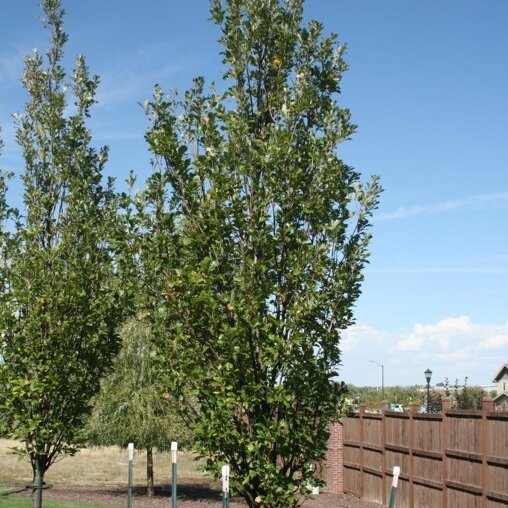 Quercus warei 'Regal Prince'