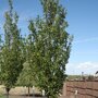 Quercus warei 'Regal Prince'