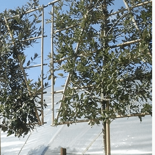 Lei eik (Quercus ilex)