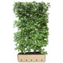 QuickHedge Amberboomhaag (kant en klaar haag)