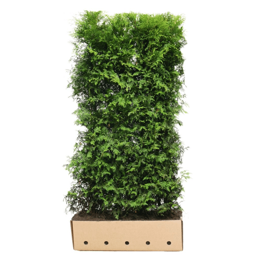 QuickHedge Coniferenhaag 'Brabant'