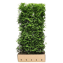 QuickHedge Coniferenhaag 'Brabant'