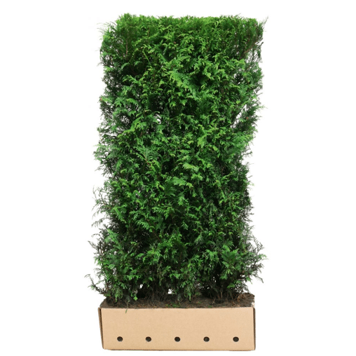 QuickHedge Coniferenhaag 'Martin'