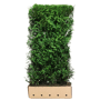 QuickHedge Coniferenhaag 'Martin'